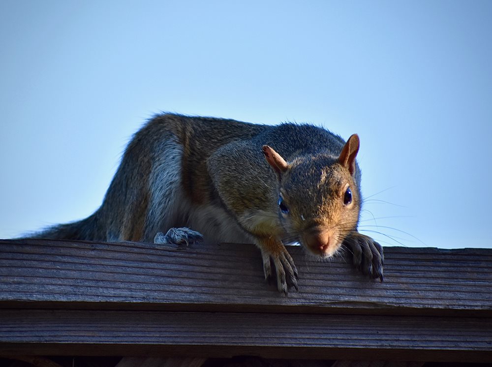 A squirrel on deck railing